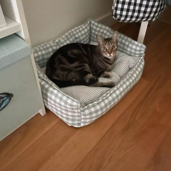 chat panier rectangulaire animal confortablement installe dedans salon