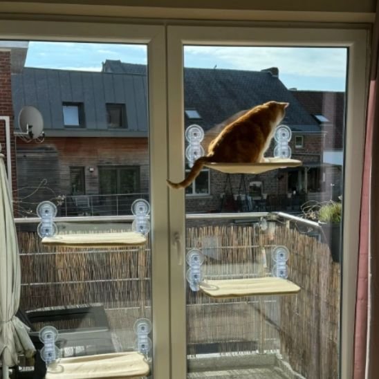 hamac chat fenetre plusieurs hamacs installés en quinconce