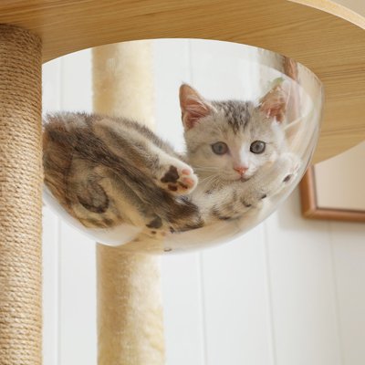 Arbre a Chat beige avec bulle transparente et un chaton dedans