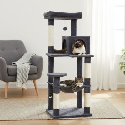 arbre chat maine coon chats jouants dessus salon lumineux