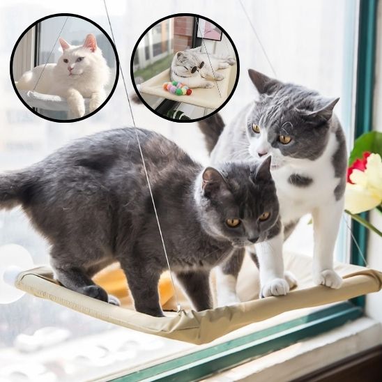 hamac chat fenetre deux chats calmes dedans images details