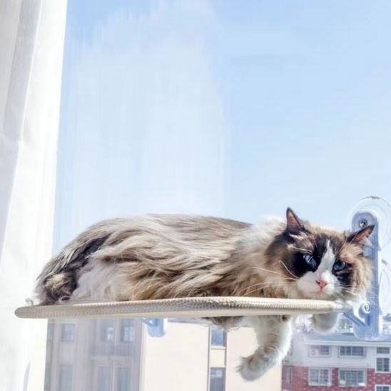 hamac chat fenetre plat fixé sur une vitre