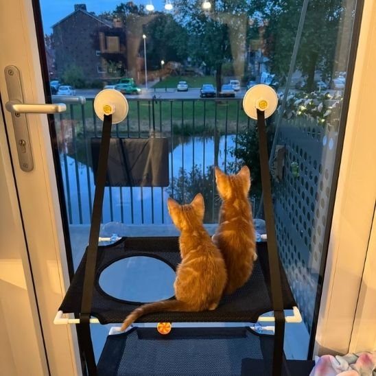 hamac fenetre pour chat tenu par deux sangles avec ventouses