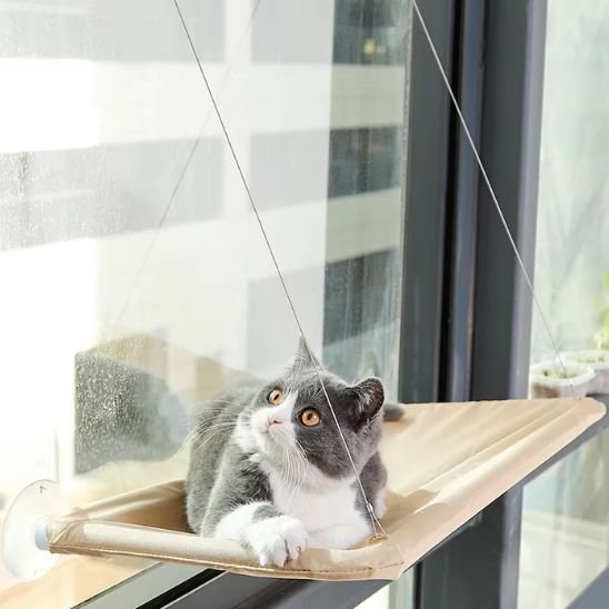 hamac pour chat fenêtre avec chat dessus