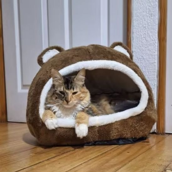 maison à chat en forme de tete d'ourson en peluche avec chat dedans