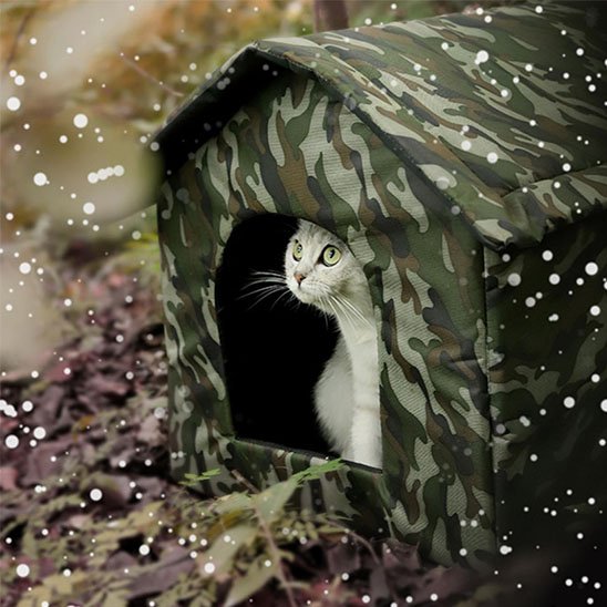 Niche exterieur chat animal regardant dehors