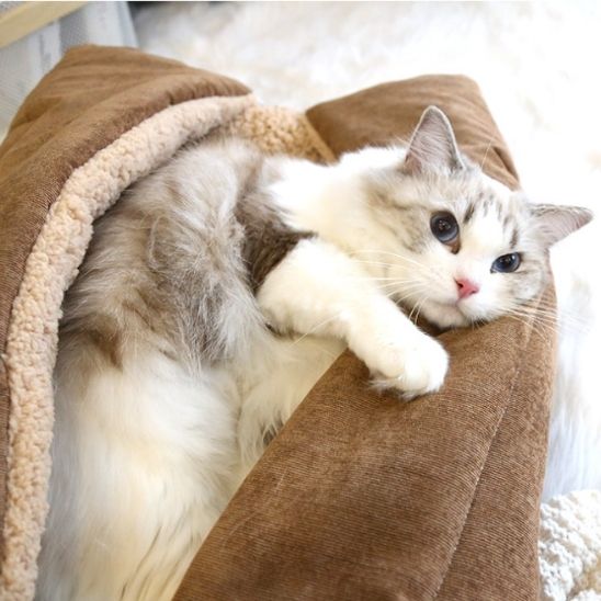 panier chat plie chausson adorable chat confortablement couche dedans