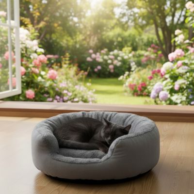 panier chat salon vu jardin fleuri ensoleille