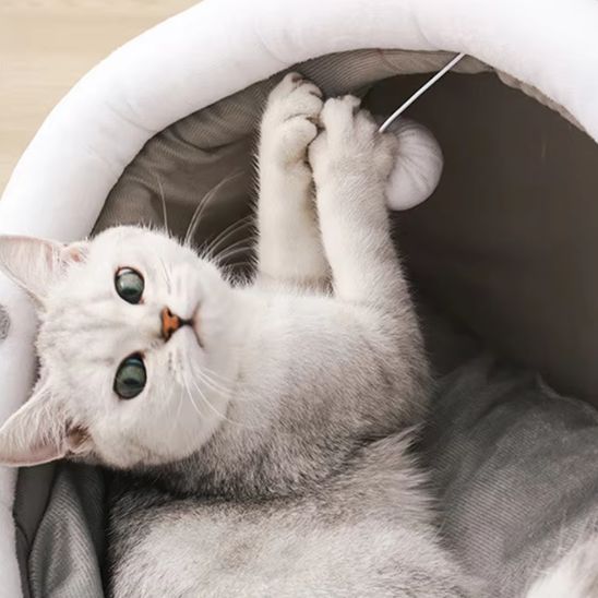 panier chat semi couvert gros plan interieur