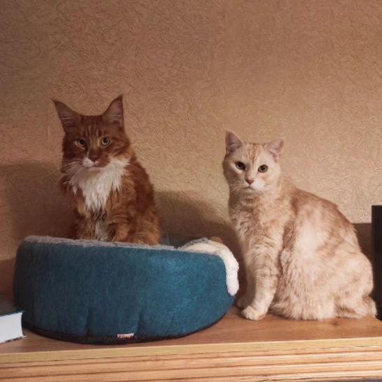 panier chat version panier deux chats assis calmes