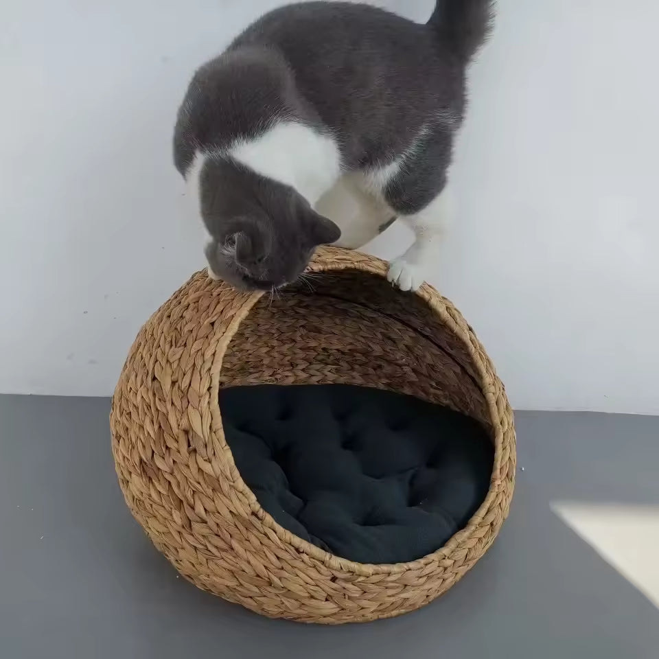 panier osier chat vu interieure avec coussin confortable et moelleux