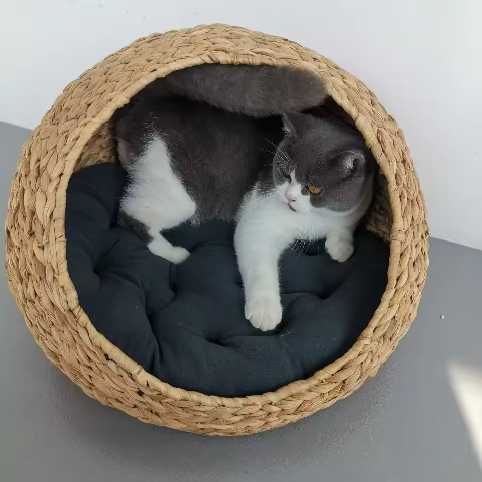 panier osier chat vu interieure chat dedans salle lumineuse