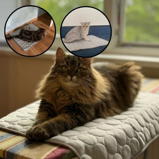 Tapis rafraichissant chat beige avec chat couche dessus
