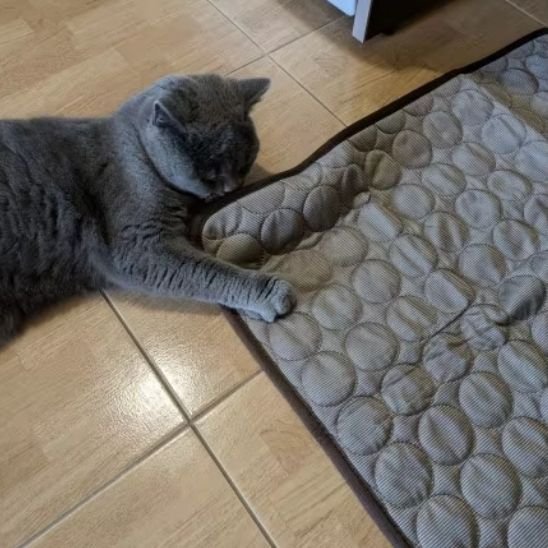Tapis rafraichissant chat gris chat jouant a cote 