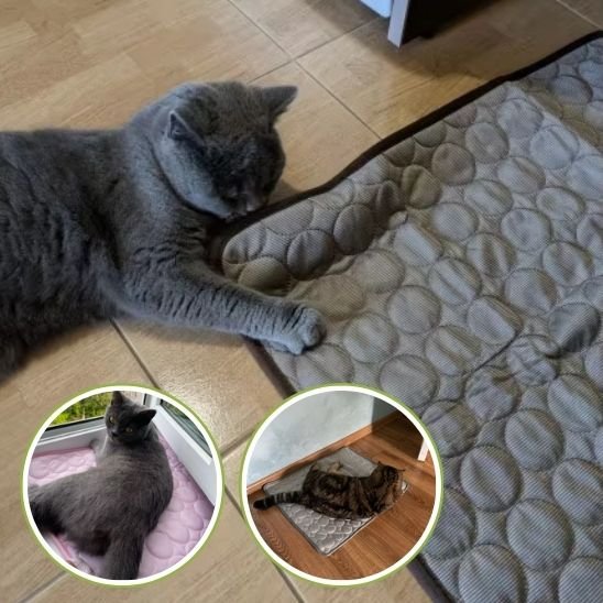 Tapis rafraichissant chat gris jouant a cote