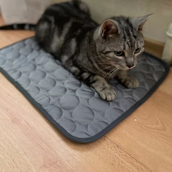 Tapis rafraichissant chat tigre couche dessus