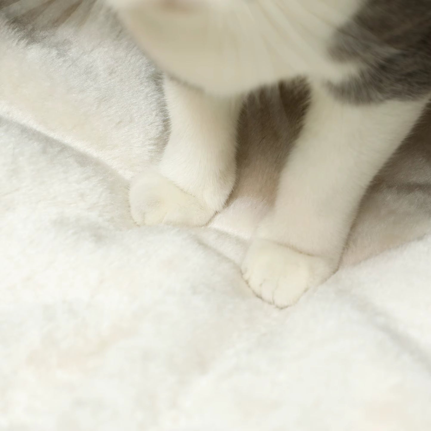vue du coussin moelleux du panier pour chat en osier